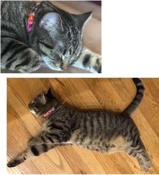 Pet Supplies, (Kaleidoscope Diamond) Cat Collar, Dog Collar, Cat Leash, Dog Leash, Cat Harness, Dog Harness, Small Dog Collar, Medium Dog Collar, Large Dog Collar (Pet Collar, Xs)