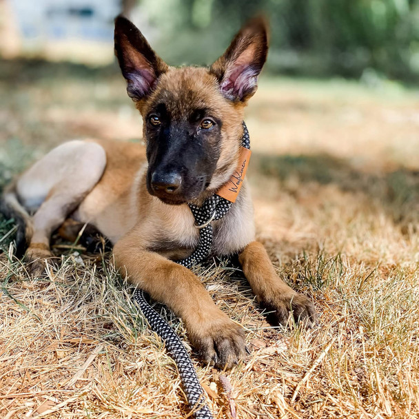 7Ft Ultra Reflective Fatty Series Premium Dog Slip Leash - Made From Large Gauge Mountain Climbing Rope - Make A Statement While Walking The Strongest Of Pullers (Starry Night)