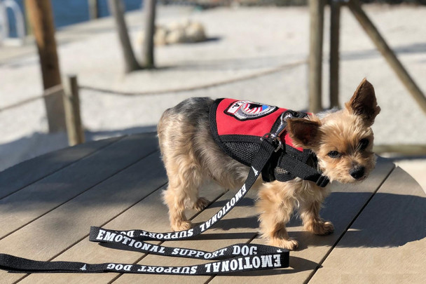Emotional Support Dog Leash - Great Identification With Or Without An Emotional Support Animal Vest - Includes Five Esa Information Cards