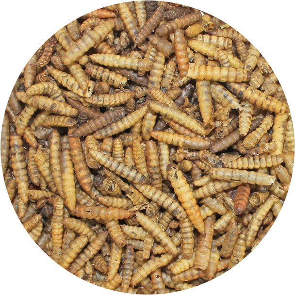 Exotic Nutrition Dried Black Soldier Fly Larvae (1.5 Oz.) - High-Calcium Insect Treat - Chickens, Wild Birds, Hedgehogs, Bluebirds, Reptiles, Sugar Gliders, Opossums, Skunks, Lizards, Fish Exotic Nutrition Dried Black Soldier Fly Larvae (1.5 Oz.) - High-Calcium Insect Treat - Chickens, Wild Birds, Hedgehogs, Bluebirds, Reptiles, Sugar Gliders, Opossums, Skunks, Lizards, Fish