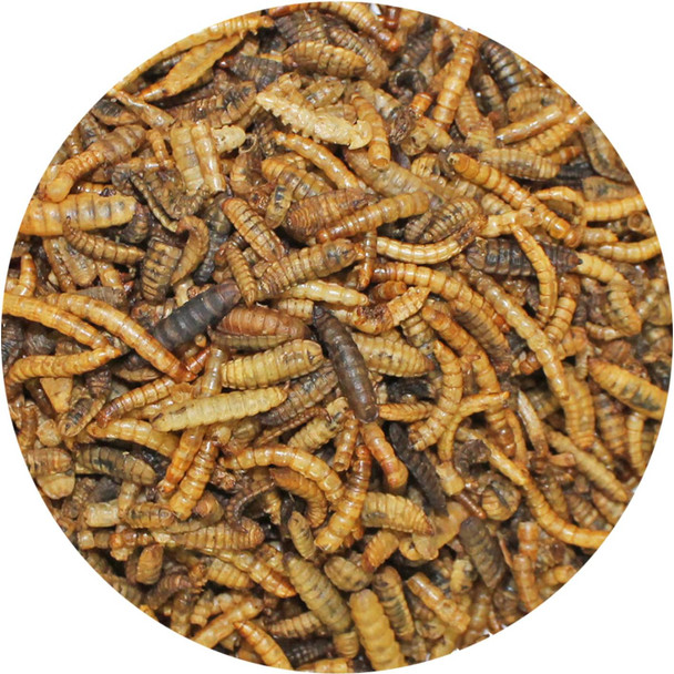 Ez-Worms (1.41 Oz.) - Blend Of Dried Mealworms & Black Soldier Fly Larvae (Bsfl) - Healthy Insect Treat - Chickens, Bluebirds, Sugar Gliders, Hedgehogs, Squirrels, Skunks, Reptiles, Turtles, Fish
