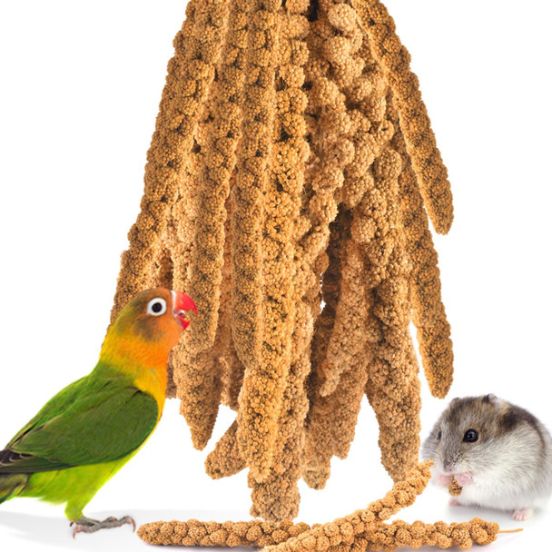 Katumo Bird Millet Treats, 1.1Lb / 500G Natural Healthy Parrot Millet Spray Cockatiel Treats For Parakeet Budgie Finch Conure Pigeon Lovebird Hamster Katumo Bird Millet Treats, 1.1Lb / 500G Natural Healthy Parrot Millet Spray Cockatiel Treats For Parakeet Budgie Finch Conure Pigeon Lovebird Hamster