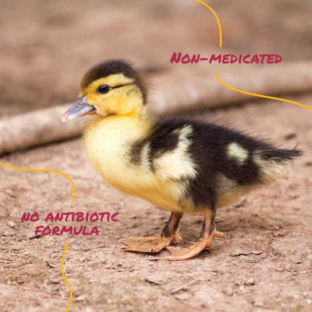 Manna Pro Duck Starter Grower Crumble Non-Medicated Feed For Young Ducks Supports Healthy Digestion 25 Pounds Manna Pro Duck Starter Grower Crumble Non-Medicated Feed For Young Ducks Supports Healthy Digestion 25 Pounds