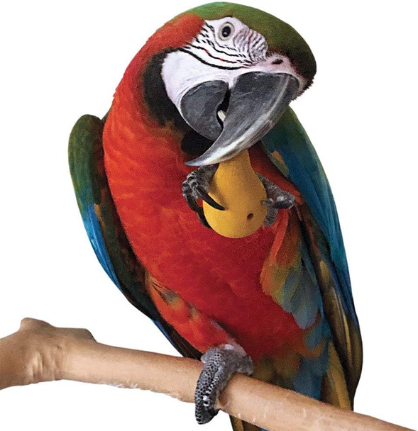 Northern Parrots Wood Fruit Chews Parrot Foot Toys Pack Of 3 Northern Parrots Wood Fruit Chews Parrot Foot Toys Pack Of 3