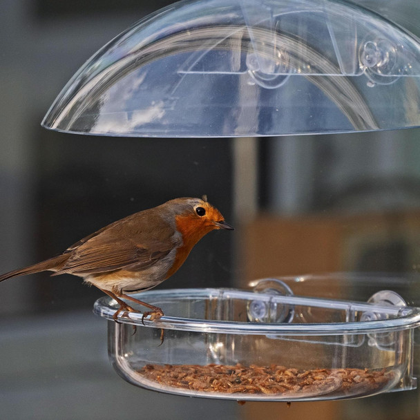 Small Window Bird Feeder - Jacobi Jayne® I Love Robins Window Feeder - Window Bird Feeder Uk For Small Birds. Bird Feeder For Window With Strong Suction Cupsilr-Wf Small Window Bird Feeder - Jacobi Jayne® I Love Robins Window Feeder - Window Bird Feeder Uk For Small Birds. Bird Feeder For Window With Strong Suction Cupsilr-Wf
