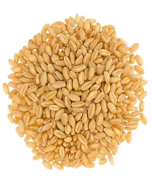 Soft White Wheat Berries 5 Lbs Family Farmed In Washington State 100% Desiccant Non-Gmo Project Verified 100% Non-Irradiated Kosher Field Traced Burlap Bag