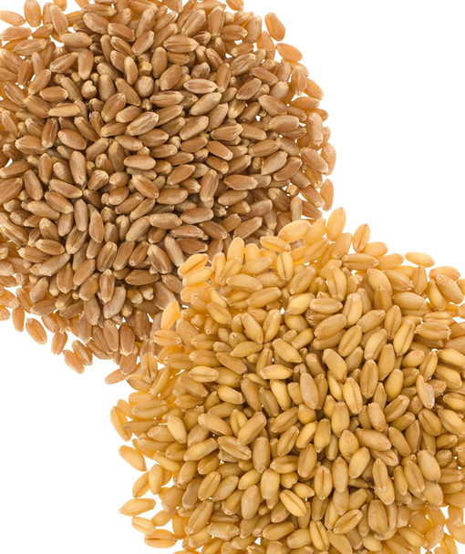 Wheat Berries Hard Red Spring And Soft White Wheat Pack 2-5 Lb Burlap Bags (10 Lbs Total) Washington Family Farmed Non-Gmo Project Verified