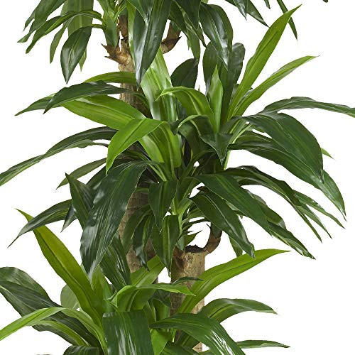 Nearly Natural 62In Artificial Corn Stalk Dracaena Plant, Tall Fake Plant For Indoor Home Dãƒæ’Ã†™ÃƒŠã‚©Cor, Real Touch Faux Plant