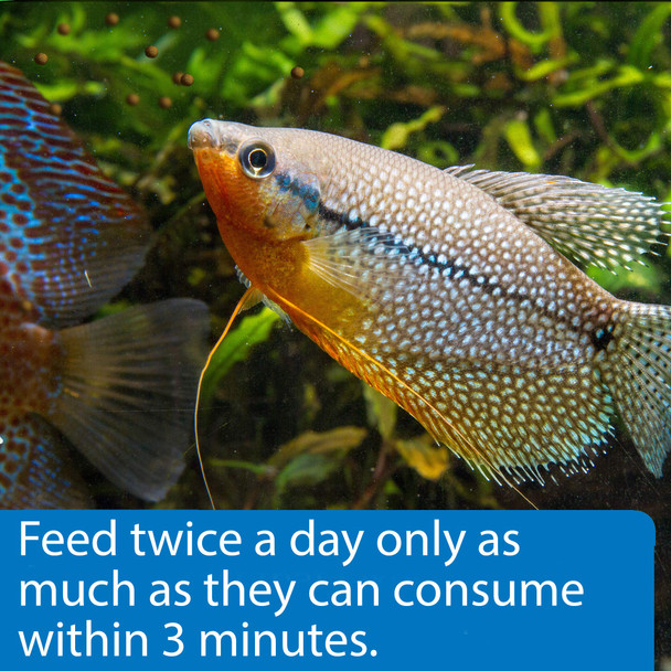 Api Bottom Feeder Pellets With Squid Fish Food 1.3-Ounce Container