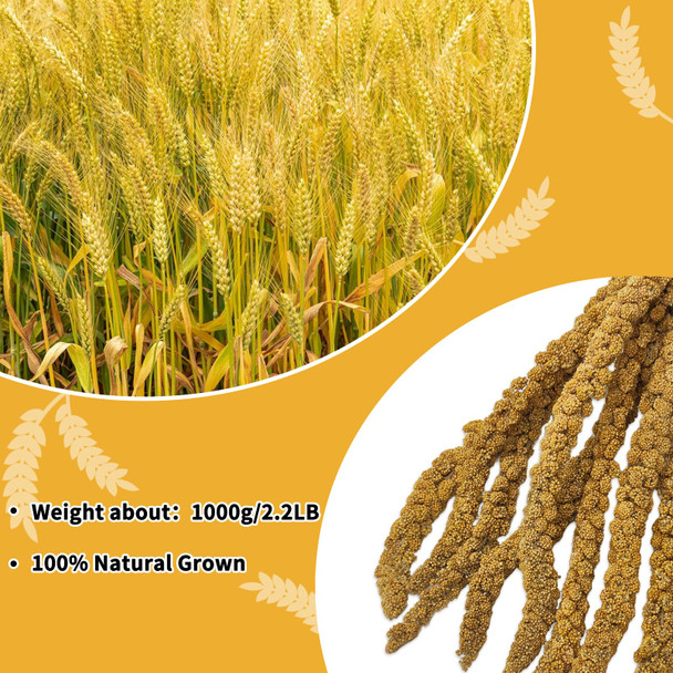 Kathson Spray Millet Treat Sun-Dried Bird Millet Parakeet Treats For Budgies Finches Cockatiels Parrots Lovebird Hamster Other Pet Birds 0.44Lb