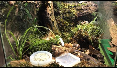 My Happy Snails Snails Care Kit Ãƒ¢Ã‚Š¬Ã‚‚¬Å’ All-In-One Nutrition & Shell Health For Land Snails Calcium Enrichment Balanced Diet Essential Minerals Ideal For Pet Snails Terrarium Habitat