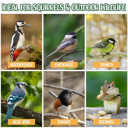 Sneaky Mango Premium Quality Raw Peanuts In Shell - 5 Pounds Ãƒ¢Ã‚Š¬Ã‚‚¬Å’ All-Natural Food For Squirrels Deer Birds And Other Wildlife Animals Ãƒ¢Ã‚Š¬Ã‚‚¬Å’ Grown In The Usa For Healthy Nutrition