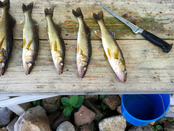 Zwilling Four Star 7-Inch Fillet Knife