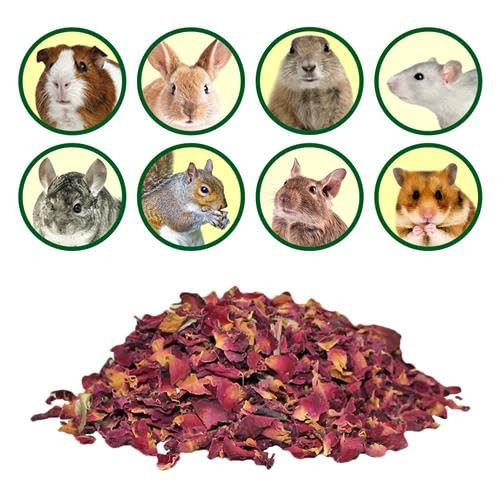 Exotic Nutrition Squirrel Treat Bundle - Natural Healthy Assortment - Fruits Veggies Nuts & Chews - Flying Tree & Ground Squirrels Chipmunks Groundhogs & Prairie Dogs