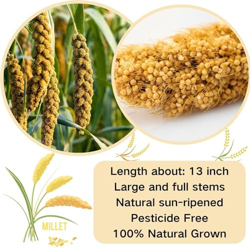 Ganmhoill Bird Seed Parakeet Food - 200 Gram Vacuum Sealed Millet Treat For Birds Parakeets Natural Sun-Dried Birds Millet For Cockatiel Budgie Finches Parrots