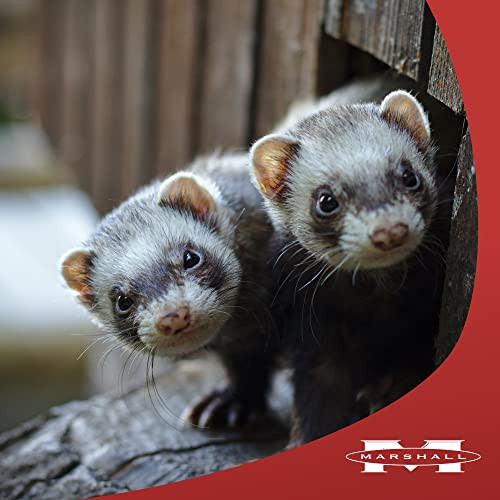 Marshall Pet Products Ferret Extreme Munchy Minnows Ze Dried Treats For Ferrets Single Ingredient Protein Source 1 Oz