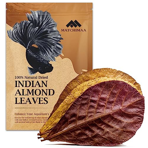 Matchimaa Premium Indian Almond Leave. Aquarium Decorations Size 6-9" Pack 50G(20-25 Leaves). Catappa Leaves Rich In Tannin. Superb To Be Health Better Vitality Succesful Breeding Of Shrimp & Betta Fish Tank