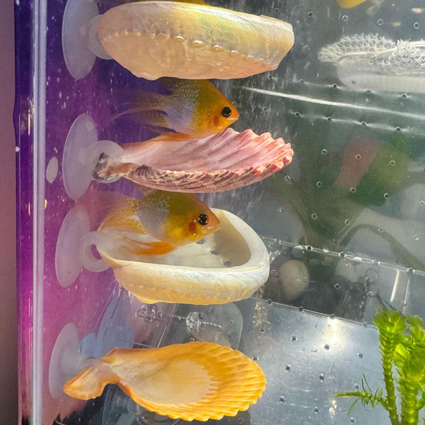Oncpcare Betta Fish Resting Spot Shell Bed 2-Pack Cozy Natural Shell Perch For Betta Tanks Encourages Natural Resting & Hiding Behaviors