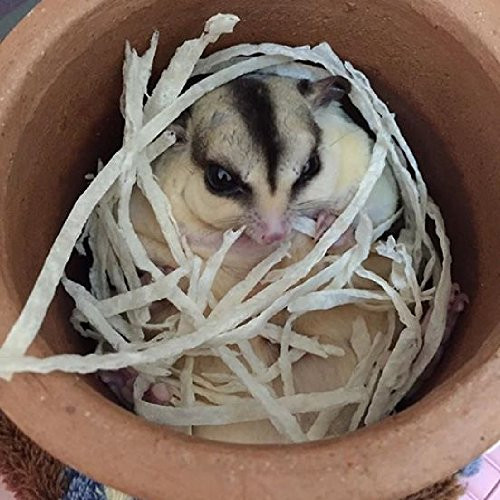 Paradise Pet 1 Sachet Sugar Glider Hamster Squirrel Hedgehog Chinchillas Rabbit Ferret Small Exotic Pet Food Supplies Fish Snack 30 G. + 10% Bonus = 33 G.