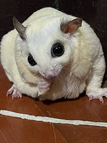 Petivore Premium Fish Stick For Sugar Glider And Small Exotic Pet - Made From Real Fish - Hamster Squirrel Chinchillas Marmoset - Favorite Treats Snacks And Food (35G)