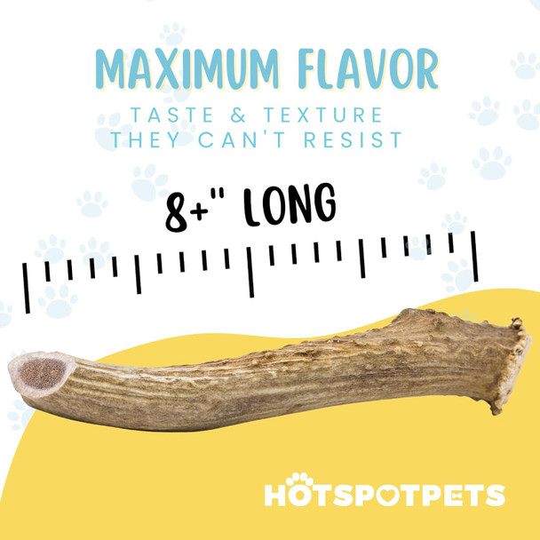 hotspot pets Premium Whole Deer Antlers for Dogs - 8+ Inch X-Large Deer Antler Dog Chews - Naturally Shed for Large Breed Aggressive Chewers - Sourced in USA (1, X-Large Antler)