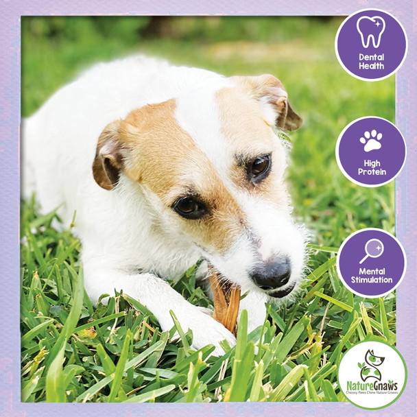 Nature Gnaws Braided Bully Twists for Dogs 5-6" (3 Count) - Long Lasting for Small and Medium Dogs - Natural Beef Dog Chew Bones