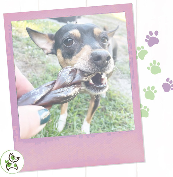 Nature Gnaws Braided Bully Twists for Dogs 5-6" (3 Count) - Long Lasting for Small and Medium Dogs - Natural Beef Dog Chew Bones