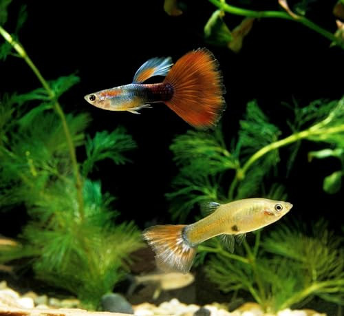 Aquatic Foods Inc. Premium Community Tropical Fish Flakes. AllAround Flakes For Tetras Livebearers Anglefish 2Lb
