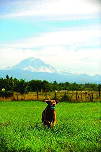 Chuckit HighBounce Rubber Fetch Ball Medium Pack Of 1 Assorted Colors For Pack Of 1 2.5 Inch