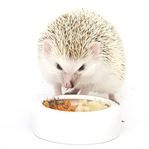 Exotic Nutrition Hedgehog Treat Variety Pack Healthy Natural Treat Sampler Mealworms Black Soldier Variety Pack