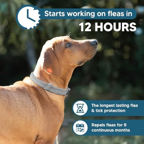 Njkpuyt Flea Collar For Dogs Tick And Flea Collar For Dogs Dog 2 Pack