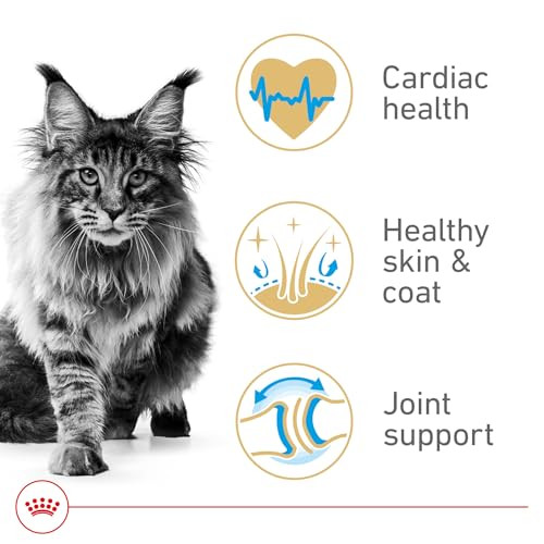 Royal Canin Feline Breed Nutrition Maine Coon Adult Dry Cat Food Bag 14 Lb