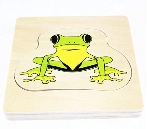 Adena Montessori Life Cycle Of Frog