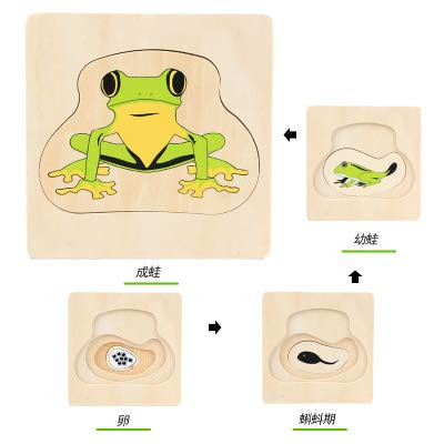 Adena Montessori Life Cycle Of Frog