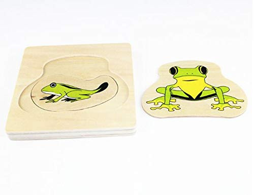 Adena Montessori Life Cycle Of Frog