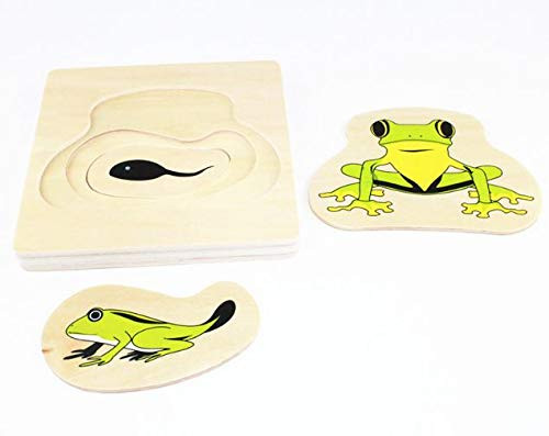 Adena Montessori Life Cycle Of Frog