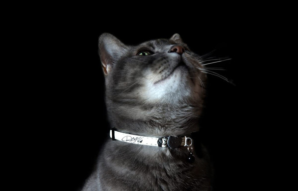Rogz Glow In The Dark Reflective Cat Collar With Breakaway Clip And Removable Bell Fully Adjustable To Fit Most Breeds Jumping Black Cat Design