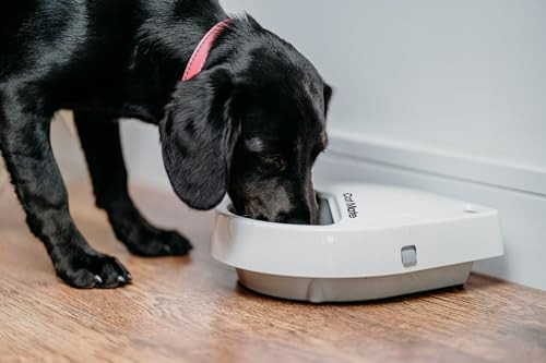Cat Mate C300 Automatic 3 Meal Pet Feeder With Digital Timer 366 For Cats Or Small Dogs For Wet And Dry Pet Food Meals Up To 073 Lb Each White