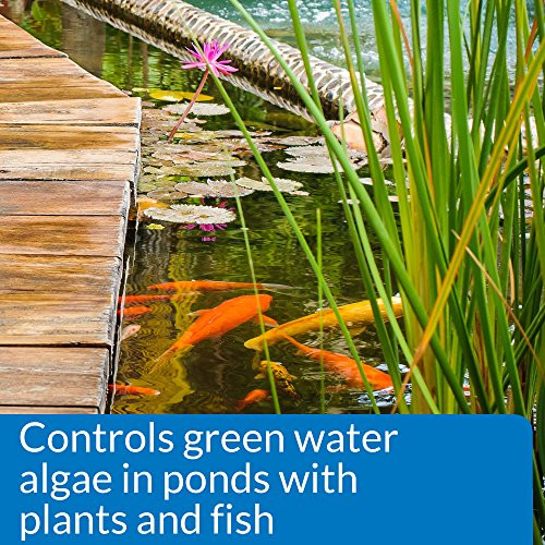 Api Pondcare Microbial Algae Clean Biological Inhibitor Of Green Water Alternative Approach To Algae Control 16Ounce Bottle