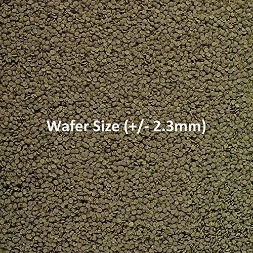 Ocean Nutrition Shrimp Wafers Sinking Shrimp Food For Freshwater Shrimp Tank Neocaridina Caridina Ghost Shrimp Live Amano Cherry Enriched With Essential Vitamins and Proteins 053 Oz 15 G