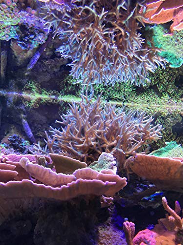 Seachem Reef Zooplankton 500 Ml