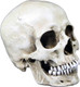Skull Figurine Statues Resin Unique Medical Model Halloween Decoration Skeleton Head Sculptures Skull Figurine Statues Resin Unique Medical Model Halloween Decoration Skeleton Head Sculptures
