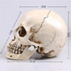 Skull Figurine Statues Resin Unique Medical Model Halloween Decoration Skeleton Head Sculptures Skull Figurine Statues Resin Unique Medical Model Halloween Decoration Skeleton Head Sculptures