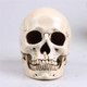 Skull Figurine Statues Resin Unique Medical Model Halloween Decoration Skeleton Head Sculptures Skull Figurine Statues Resin Unique Medical Model Halloween Decoration Skeleton Head Sculptures