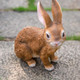 Garden Statue Animals Vivid Rabbit Indoor Outdoor Home Decoration Collectible Yard Lawn Patio Sculpture