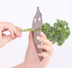 Herb Stripper Stainless Steel Kitchen Herb Leaf Stripping Tool Vegetable Stem Remover for Kale Chard Collard Greens parsley Thyme Basil Rosemary
