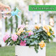2In1 Watering Sprinkler Water Bottle Plastic Sprinkler Nozzle Flower Waterer Supplie Garden Tool Portable Household