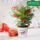 Costa Farms Live Christmas Tree, Norfolk Island Pine Medium Christmas Tree in Holiday Tin Plant Pot, Holiday Decoration Bows, Tabletop Holiday and Christmas Room Decor, 18-20 Inches Tall