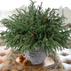 Artificial Christmas Norfolk Pine Stems Branches for Vases,12 Bundles Fake Faux Evergreen Green Real Feel Touch Stem Greenery with Pine Cones for Xmas Holiday Winter Table Indoor Decoration