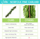 Real Feel Dense Norfolk Pine Christmas Garland - 39.99 with Prime Delivery. ONLY Purchase from IDEAS BY ACES to Avoid Counterfeit Products Being Sold ON This Listing by Others